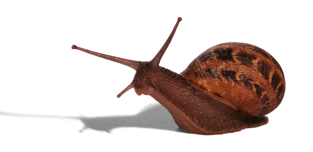 Snail